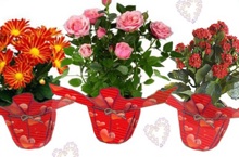 Flowering potted plants